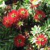 callistemon little john 5
