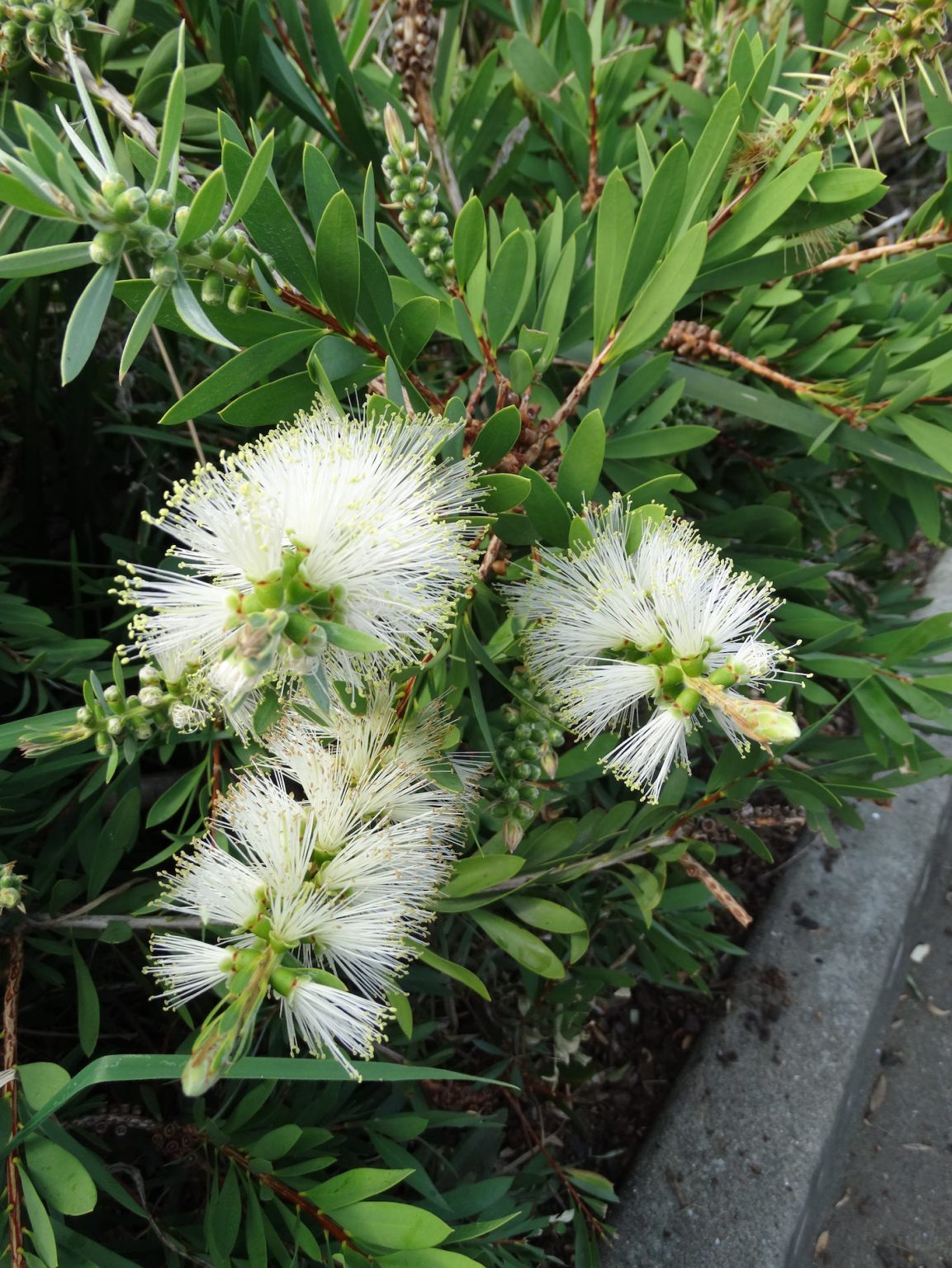 Bottlebrush Callistemon ‘White Anzac’ Native Plant Project