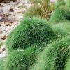 casuarina cousin it 1