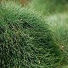 casuarina cousin it 2