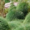 casuarina cousin it 3