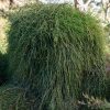 casuarina cousin it 4