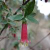 correa dusky bells 1