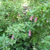 correa dusky bells 2
