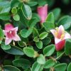 correa dusky bells 3