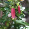 correa dusky bells 4