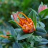 darwinia citriodora prostrate form 1