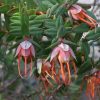 darwinia citriodora prostrate form 2