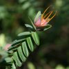 darwinia citriodora prostrate form 3
