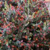 darwinia citriodora prostrate form 4