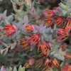 darwinia citriodora prostrate form 5