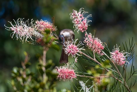 grevillea coconut ice 1