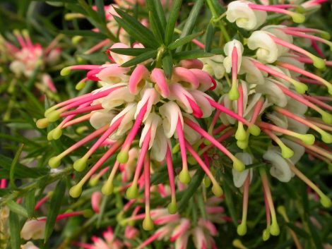 grevillea hills jubilee 2