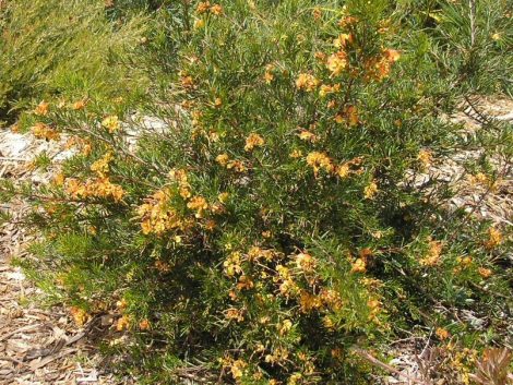 grevillea hills jubilee 3