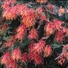grevillea superb 1