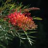 grevillea superb 2