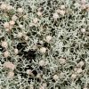 leucophyta brownii compact 1