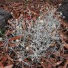 leucophyta brownii compact 2