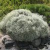 leucophyta brownii compact 4