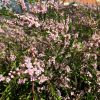 micromyrtus ciliate 1
