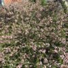 micromyrtus ciliate 2