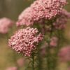 ozothamnus diosmifolia red gingham 1
