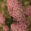 ozothamnus diosmifolia red gingham 2