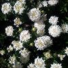 pimelea ferruginea alba 1
