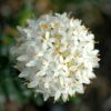 pimelea ferruginea alba 2