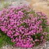 pimelea ferruginea magenta mist 1