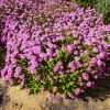 pimelea ferruginea magenta mist 2