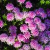 pimelea ferruginea magenta mist 3