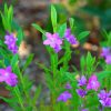 waxflower crowea saligna ‘large flower’