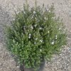 westringia fruticose jervis gem 1