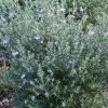 westringia fruticose jervis gem 2