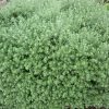 westringia fruticose jervis gem 3