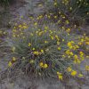 constylis candicans 2
