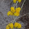 constylis candicans 3