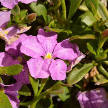 scaevola pink perfection 1