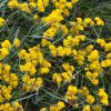 spring flowers