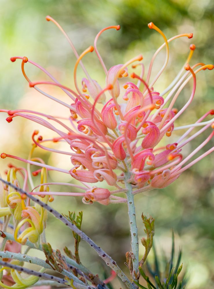 red rocks 273 grevillea x peaches and cream