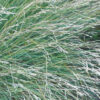 common tussock grass poa labillardieri 1