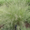 common tussock grass poa labillardieri 2