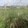 common tussock grass poa labillardieri 3