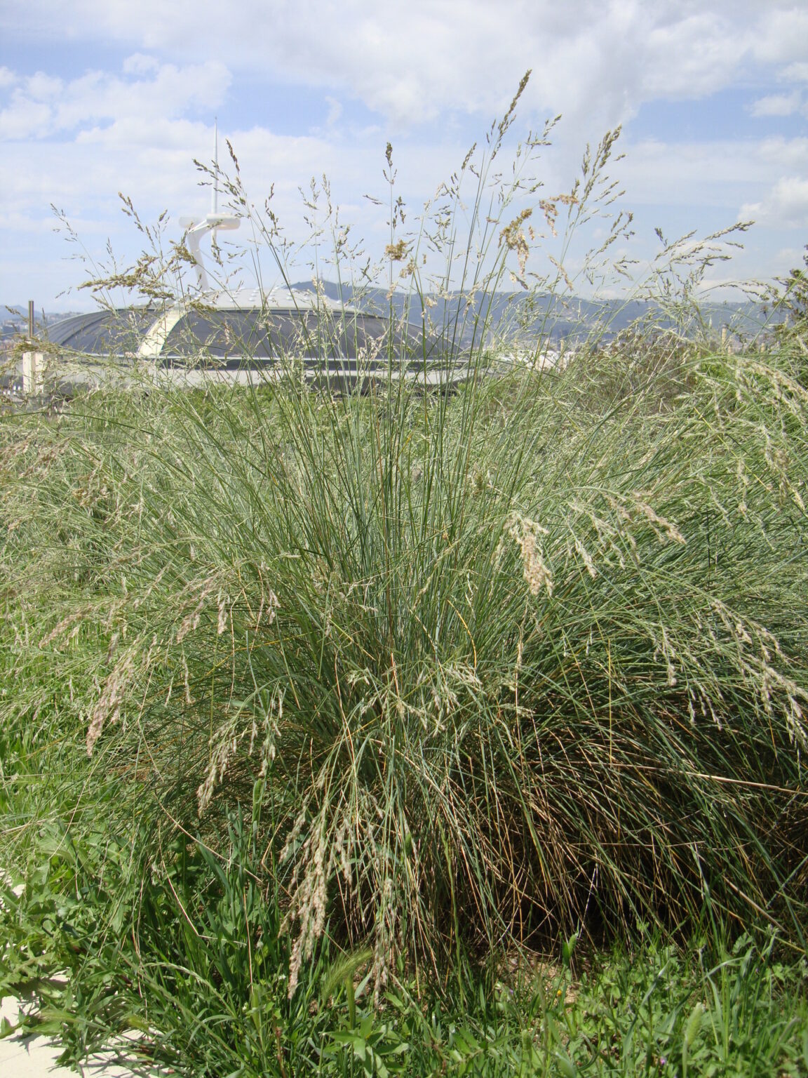 Common Tussock Grass | Poa poiformis - Native Plant Project