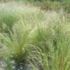 common tussock grass poa labillardieri 4