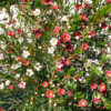 geraldton wax chamelaucium uncinatum ‘my sweet sixteen’ pbr 1