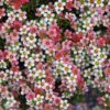 geraldton wax chamelaucium uncinatum ‘my sweet sixteen’ pbr 2
