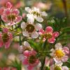 geraldton wax chamelaucium uncinatum ‘my sweet sixteen’ pbr 3