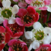 geraldton wax chamelaucium uncinatum ‘my sweet sixteen’ pbr 4